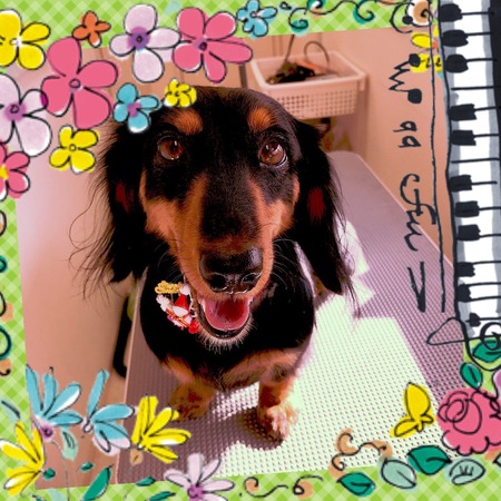 １１月２６日トリミング写真もえ