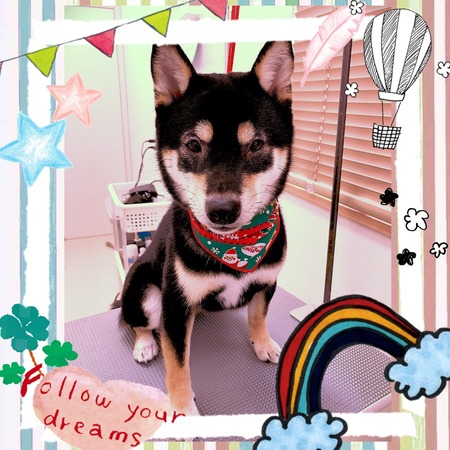 １１月２６日トリミング写真ハヤテ