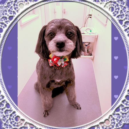 １１月２６日トリミング写真あんず