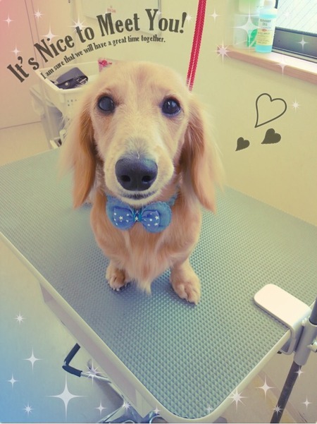 １１月１日トリミング写真ムック