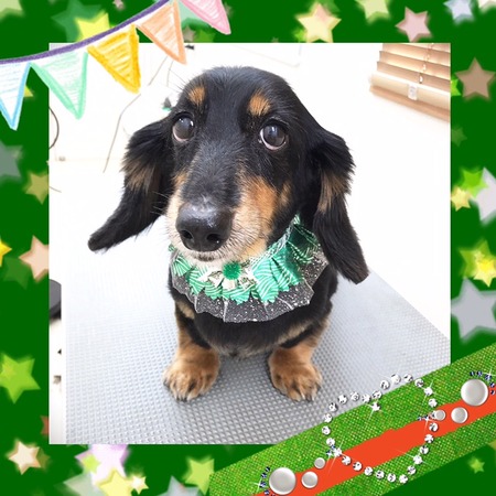 １２月１９日トリミング写真ユウちゃん