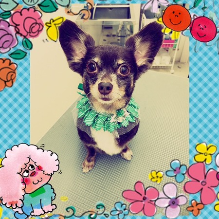 １２月１９日トリミング写真カイ