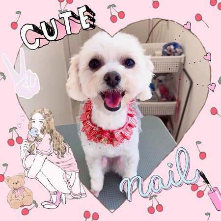 １２月２１日トリミング写真姫