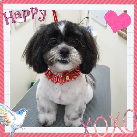 １２月２１日トリミング写真モモ