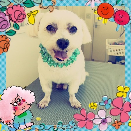 １２月２４日トリミング写真カンタ