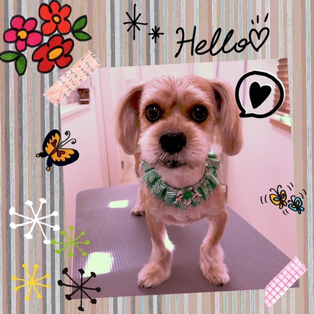 １２月２４日トリミング写真れおん