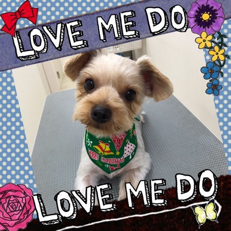 １２月２４日トリミング写真ボイ