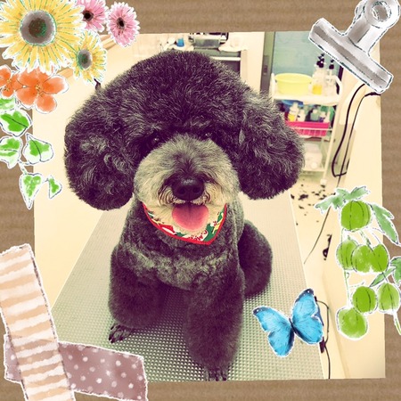 １２月２５日トリミング写真ナナ