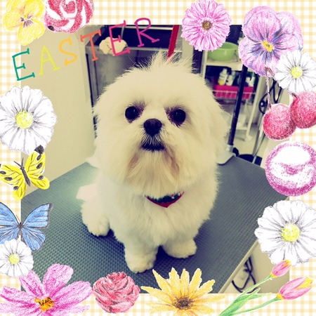 １２月２５日トリミング写真りん