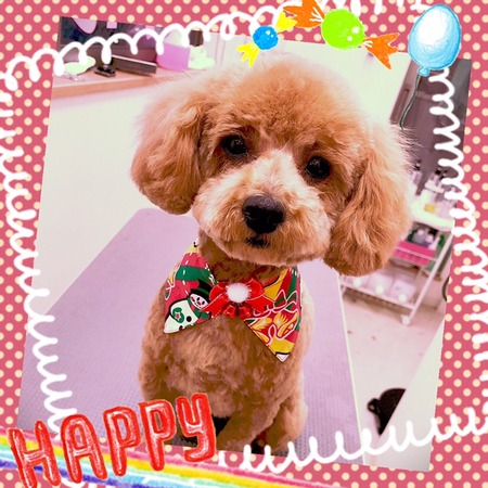 １２月２５日トリミング写真nap