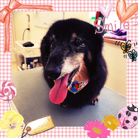 １２月２６日トリミング写真ルイ