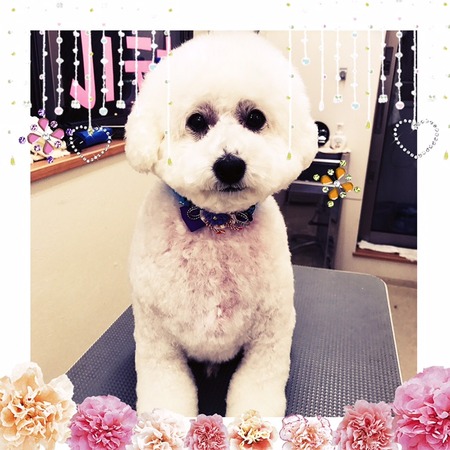 １２月２６日トリミング写真ピース