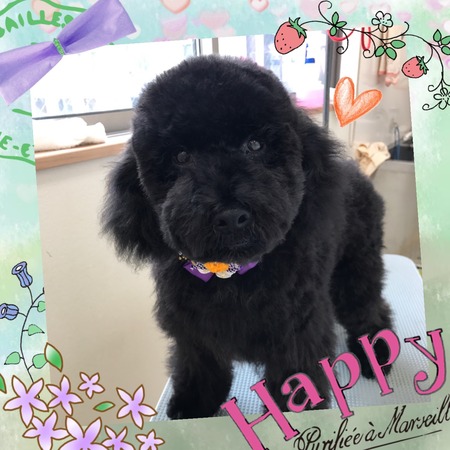 １２月２７日トリミング写真トト