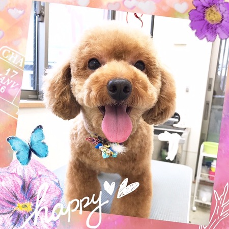 １２月２７日トリミング写真ぽん吉