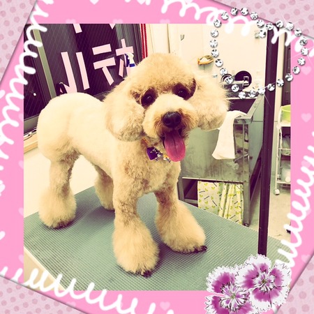 １２月２７日トリミング写真茶太丸