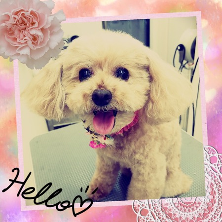 １２月２８日トリミング写真ポポロン