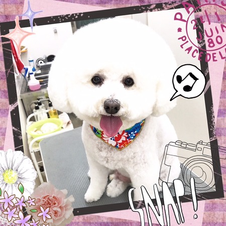 １２月２８日トリミング写真ルル