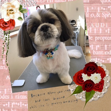 １２月３０日トリミング写真ロン