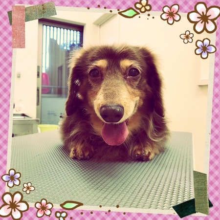 １２月３０日トリミング写真チョコラ