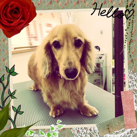 １２月３０日トリミング写真プリン