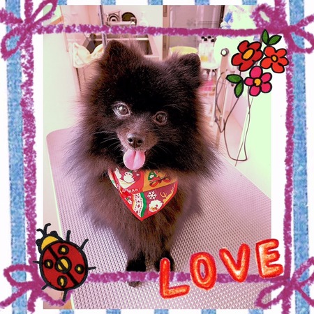 １１月３０日トリミング写真ゴア