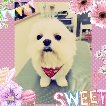 １１月３０日トリミング写真りん