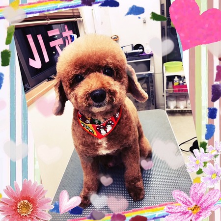 １２月３日トリミング写真プピ