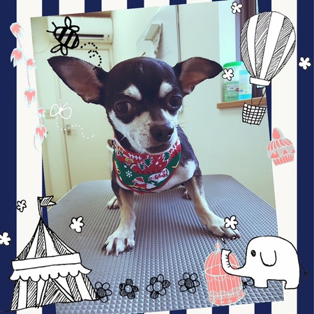 １２月５日トリミング写真あみ