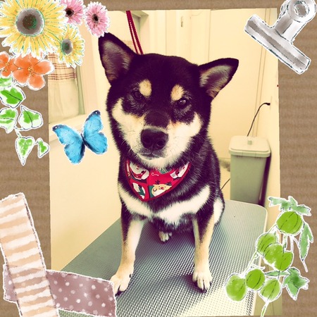 １２月５日トリミング写真おあげ