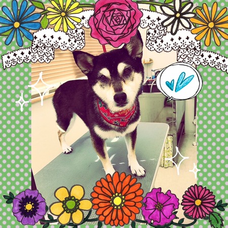 １２月６日トリミング写真小夏