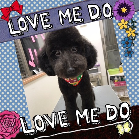 １２月６日トリミング写真ジェット