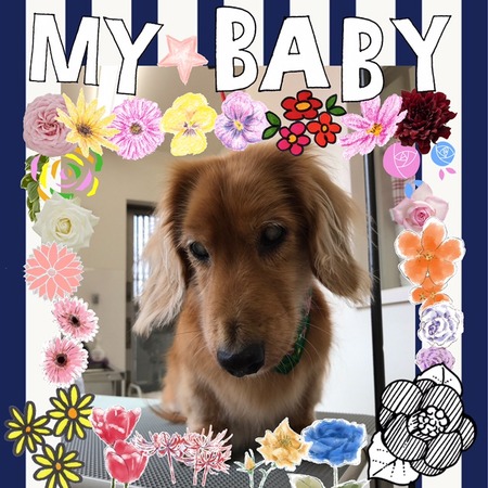 １２月７日トリミング写真ゴードン