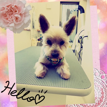 １２月１０日トリミング写真ココア