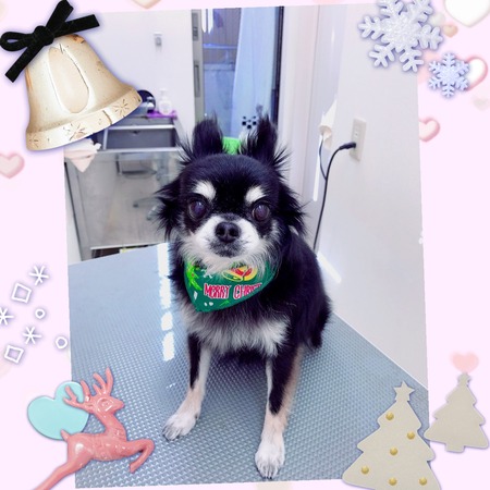 １２月１０日トリミング写真タイガ