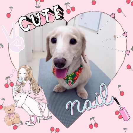 １２月１０日トリミング写真ドリー