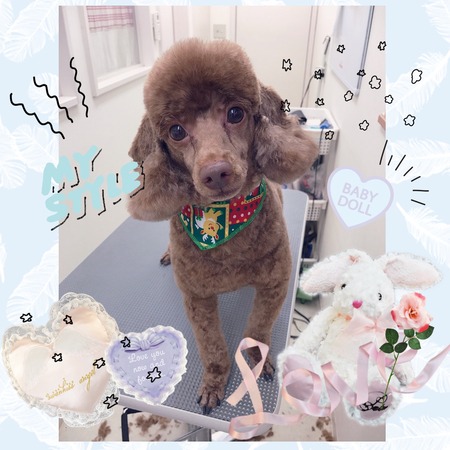 １２月１２日トリミング写真コロ