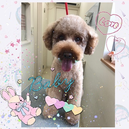 １２月１３日トリミング写真ムック