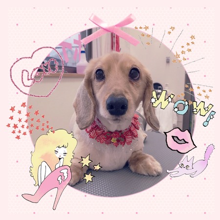 １２月１３日トリミング写真ステラ