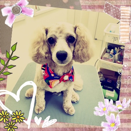 １２月１４日トリミング写真プー丸