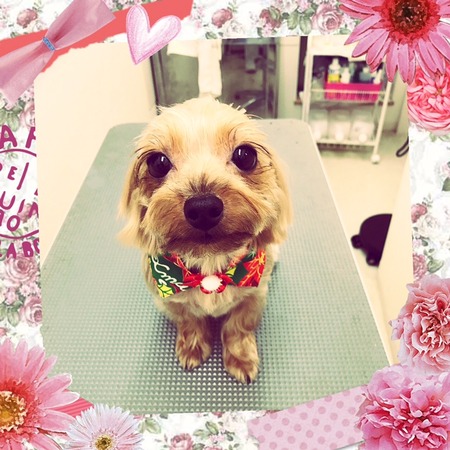 １２月１４日トリミング写真ピース