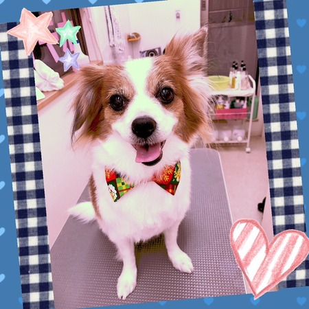 １２月１６日トリミング写真なつ