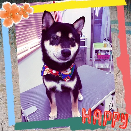 １２月１７日トリミング写真ハヤテ