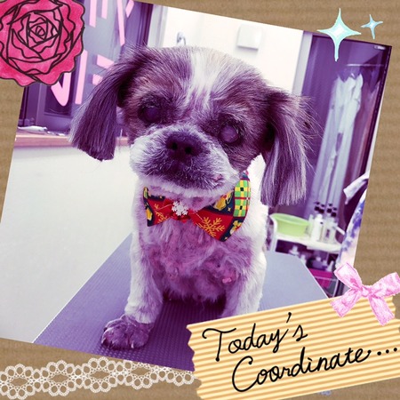 １２月１７日トリミング写真モモ