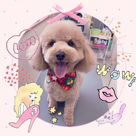 １２月１９日トリミング写真マロン