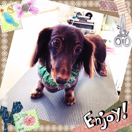 １２月１９日トリミング写真ころん