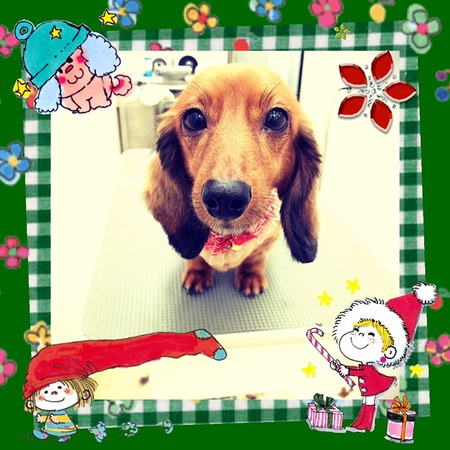 １２月１９日トリミング写真レイ