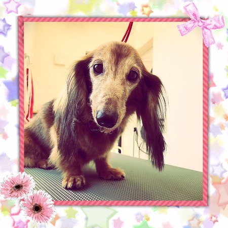 １月４日トリミング写真チョコ