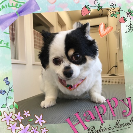 １月７日トリミング写真ちょこら