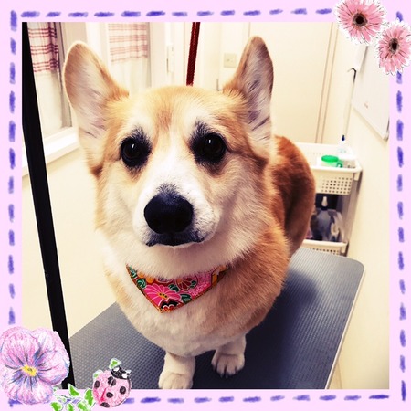 １月７日トリミング写真ビジュー