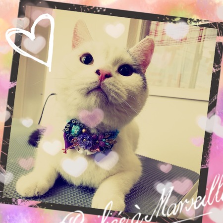 １月９日トリミング写真コナン